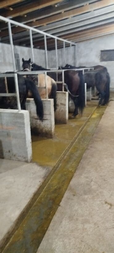 продажа собак чихуахуа: Продаю | Кобыла (самка) | На забой, Для разведения, Рабочий — 7