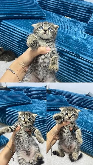 эшек жаныбар: Шотландские вислоухие котята (Scottish Fold) - Окрас — 1
