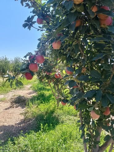 оборудование для фаст фуд: 52 соток, Курулуш, Кызыл китеп, Техпаспорт — 2