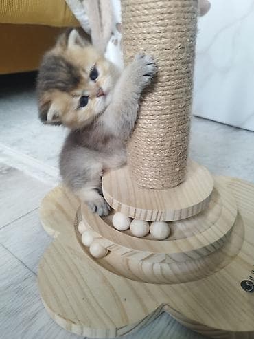 кошка в ош: Открыли бронь на наших шотландских котят 🐾 Малышам уже 1 месяц, растут — 4