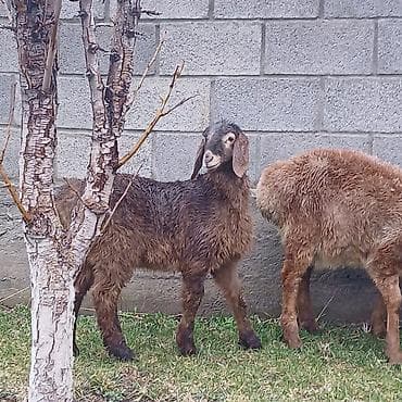 кози: Продаю | Ягненок | На забой — 1