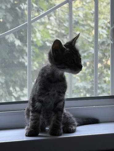 d cat: Кошка даром: Беспородная, 3 месяца, Мальчик, Проглистована — 1
