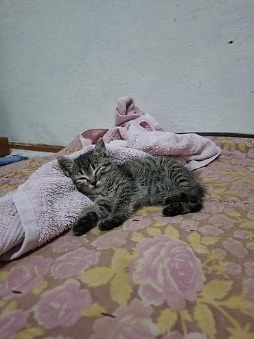 американская жесткошёрстная кошка цена: Отдам в хорошие руки Возраст: котёнок. Пол: не указан. Шерсть — 1
