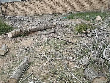 драва каракол: Дрова Самовывоз, Платная доставка — 3