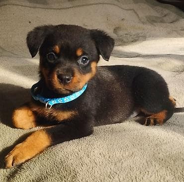 продается собака: Продаю щенков ротвейлера с родословной, от титулованных родителей — 2