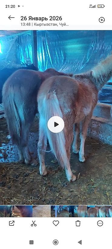 Продаю | Жеребец | Рабочий