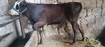 усыпление животных бишкек: Продаю | Бык (самец) | На откорм | Привязанные — 2