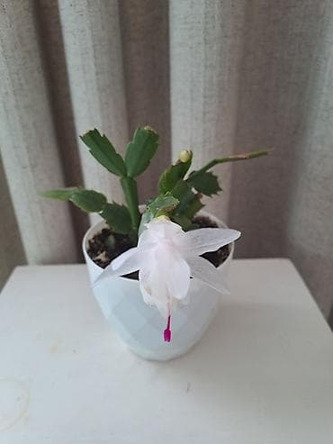 фикус лировидный купить: Декабрист (Schlumbergera, Рождественский кактус) — комнатное цветущее — 3