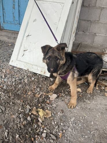 Аквариумдар: Щенок немецкой овчарки с паспортом и всеми прививками, возраст 4 — 7
