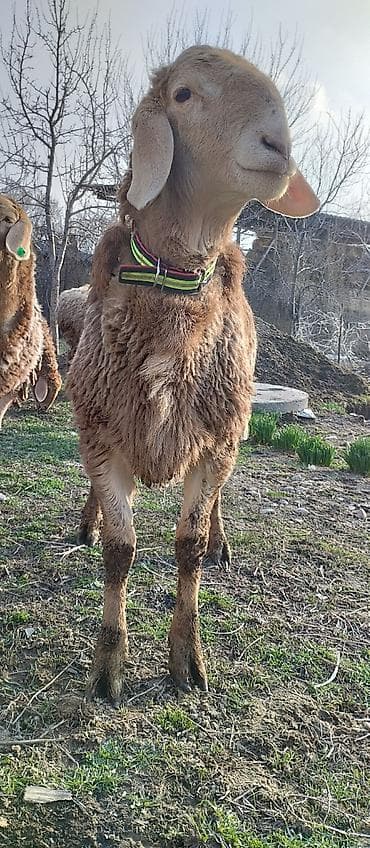 Продаю | Баран (самец) | Арашан | Для разведения | Осеменитель