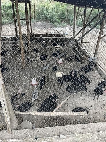 Животные: Продам домашнюю птицу с подворья. - Гуси белые с серыми отметинами — 3