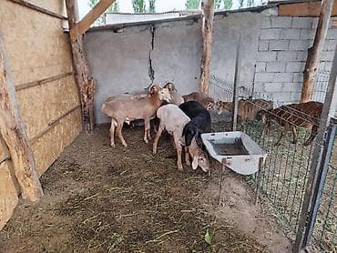 аванте кошка: Продаю | Овца (самка) | Для разведения — 3