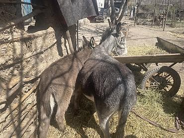 сумки для животных: Ослы (пара) Описание: - Два осла: серый взрослый и бурый — 4