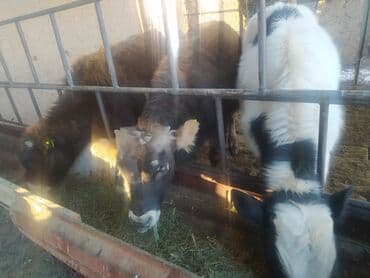 корм токмок: Сатам | Кунаажын | Бордоп семиртүү үчүн — 1