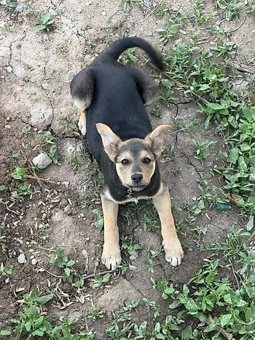 черные коты: Собака даром: 4 месяца, Самка, С прививкой — 1