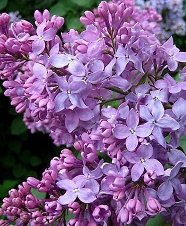 махровый: Саженцы — 5