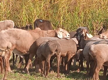 домик для кошки многоуровневый: Чабан керек — 1