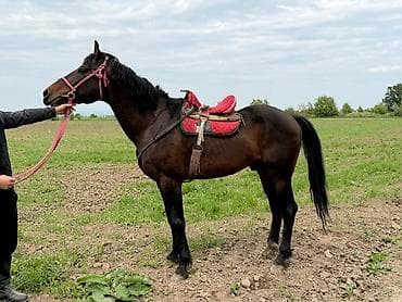 купить мопса бишкек: Продаю | Жеребец | Рабочий — 5