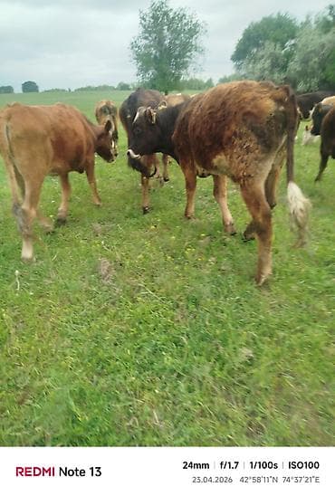 я ищу карова: Продаю | Бык (самец) — 8