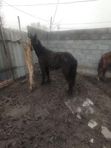 ахалтекинская лошадь цена: Продаю | Жеребенок | Рабочий | Племенные — 3