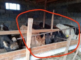 дом для собака: Продаю | Музоо, торпок | Алатауская | Для разведения — 1