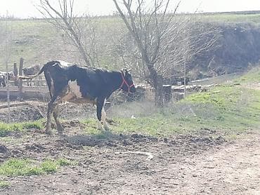 корова обмен на авто: Продаю | Корова (самка) | Голштин | Для молока — 4