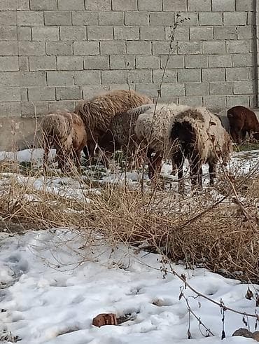 продаю барана: Сатам | Ургаачы кой (ургаачы) | Көбөйтүү үчүн — 9