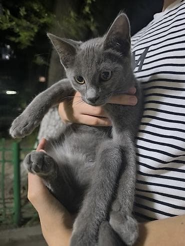 Отдам даром кошку: Кошка даром: Русская голубая, 4 месяца, Мальчик, Метис — 3