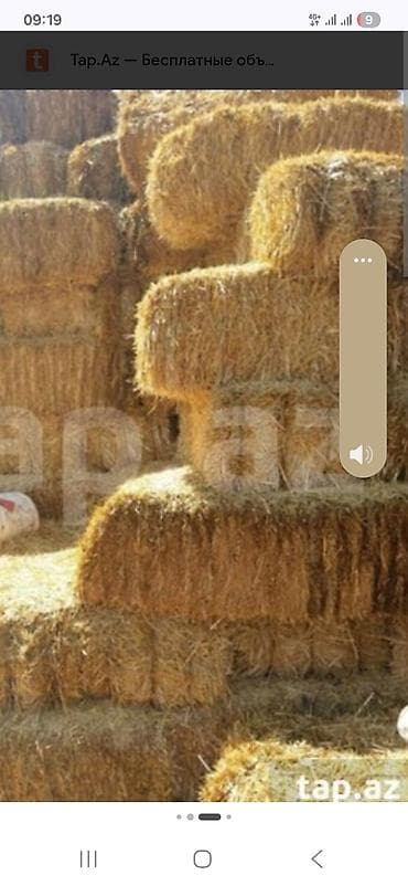баа: Саман сатылат. Продаю салому, сено. Панфиловский район, Кара-Балта — 1