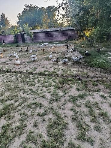С/х животные и товары: Продается Утки 25 шт цена договорная.Утки и гуси – домашняя птица для — 5