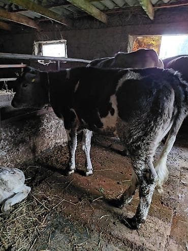 эркек ит ош: Сатам | Кунаажын | Бордоп семиртүү үчүн | Байланган — 3