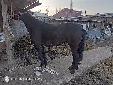 ош ат: Продаю | Жеребец | Рабочий — 4