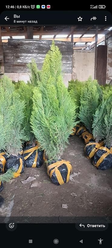 саженцы колоновидные: Туя западная, с комом земли - Вечнозелёные саженцы туи в пластиковых — 3