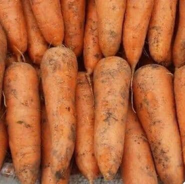 куплю яблоки оптом: Сабиз — 1