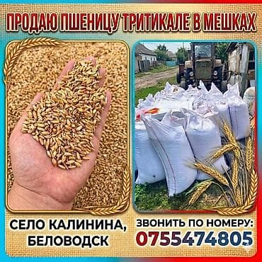 grass химия: Местоположение: село Калинина, Беловодск. Контакты для связи указаны — 1
