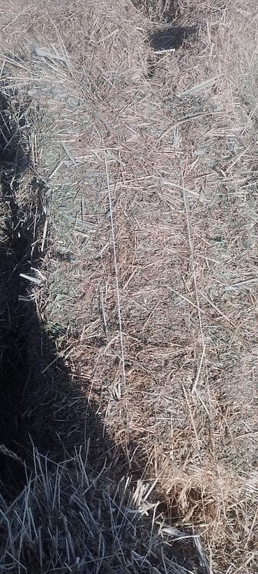 арпа корм: 1 кос — 2