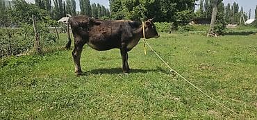отдам в хорошие руки породистых котят: Продаю | Корова (самка), Бык (самец), Тёлка | Алатауская | Для разведения, Для молока | Племенные — 4