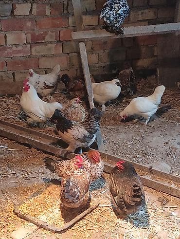 Продам с/х животных: Продаю | Куры | Для разведения — 4