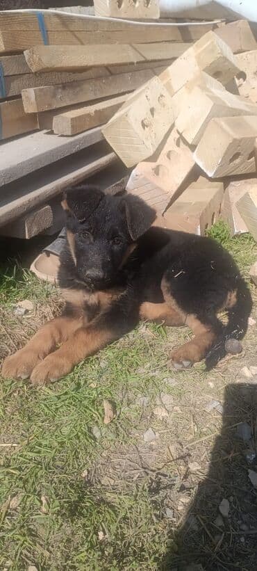 французкий бульдог цена: Немецкая овчарка, 4 месяца, Самка, С прививкой, С родословной — 1
