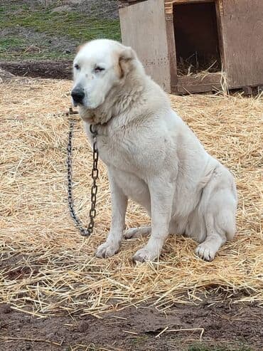 Ищем дом молодой суке породы алабай. Рожать не будет. Привезём сами at lalafo.kg Ищем дом молодой суке породы алабай. Рожать не будет. Привезём сами
