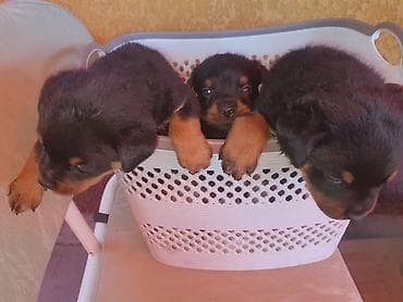 Продажа собак: Продаются ( открыта бронь)щенки ротвелера 2 мальчика 1 девочка полный — 3