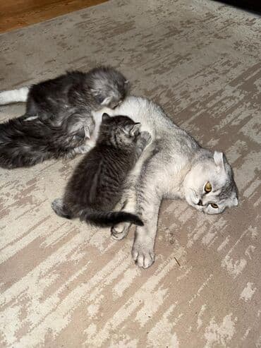 Скотиш Фолд (Шотландская вислоухая), 1 месяц, Девочка, Серебристая шиншилла, Приучена к лотку, С документами