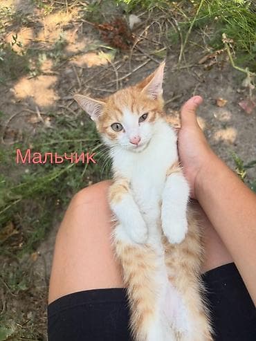 кошка мышык: Мышык бекер берилет: Породасыз, Эркек, Лотокко барууга үйрөтүлгөн — 1
