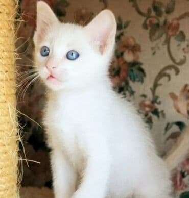 фелуцен для коров цена бишкек: Ангорская, 2 месяца, Девочка, Белый, Приучена к лотку — 1