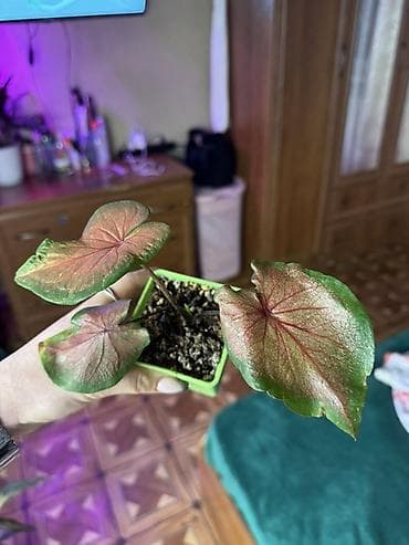 цветок бамбук: В продаже КАЛАДИУМЫ 1. Сорт “Carolyn Whorton” очень красивый кустик с — 4