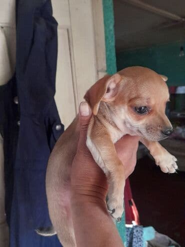 кавказ собака: Чихуахуа, 2 айлык, Ургаачы — 4