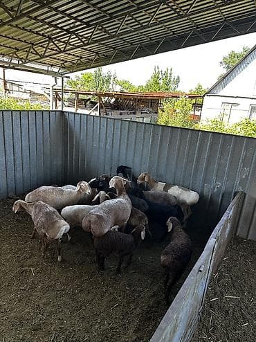 кошка домашный: Продаю баран кроме черных и ягнят и пару крассных — 1