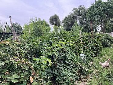 Недвижимость: Панфиловский район Село Чалдовар участок 8 соток школа рядом до — 3