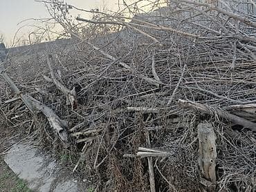 теке сатылат: Продам дрова! — 1