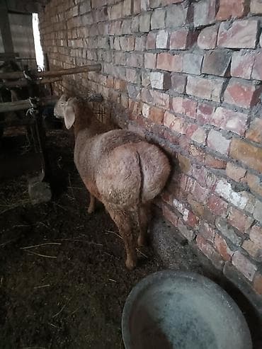 Порода: курдючная овца (самка). Описание: крепкое телосложение